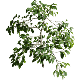 Coffea arabica D spring summer