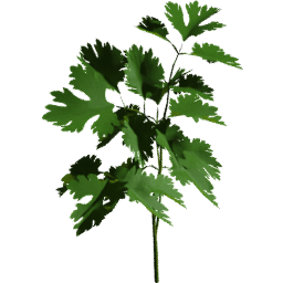 Coriandrum sativum A spring summer autumn