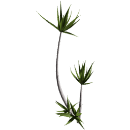 Dracaena reflexa A spring summer autumn