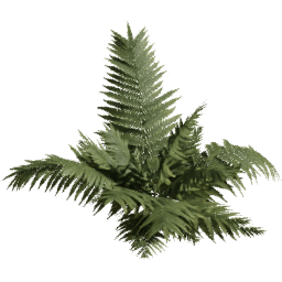 Dryopteris carthusiana A spring summer autumn