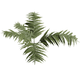 Dryopteris carthusiana E spring summer autumn