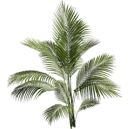 Dypsis lutescens A spring summer autumn