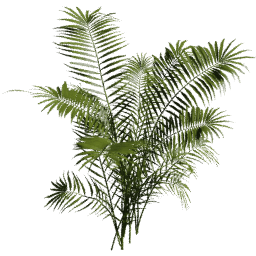 Dypsis lutescens B spring summer autumn