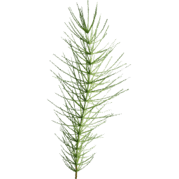 Equisetum arvense B summer