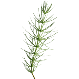 Equisetum arvense C summer