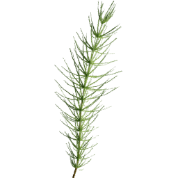 Equisetum arvense D summer