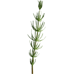Equisetum arvense F summer