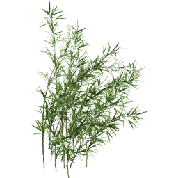 Fargesia murielae B summer