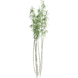 Fargesia murielae C summer