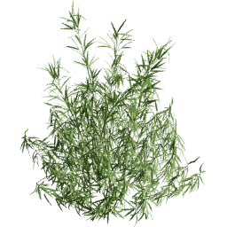 Fargesia murielae F summer