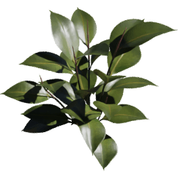 Ficus elastica A spring summer autumn