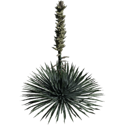 Hesperoyucca whipplei B spring summer
