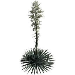 Hesperoyucca whipplei C spring summer