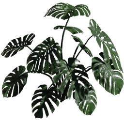 Monstera deliciosa A spring summer autumn