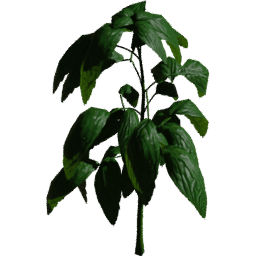 Ocimum basilicum A spring summer autumn