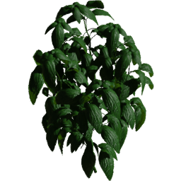 Ocimum basilicum B spring summer autumn