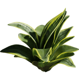Sansevieria trifasciata C spring summer autumn