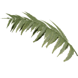 Single Dryopteris carthusiana A spring summer autumn