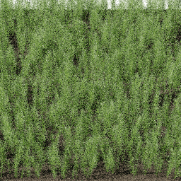 Plants Equisetum arvense B summer