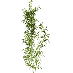 Bambusa vulgaris A spring summer autumn