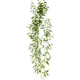 Bambusa vulgaris B spring summer autumn