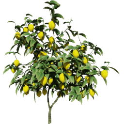 Citrus medica A spring summer autumn