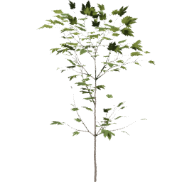 Acer pseudoplatanus B summer