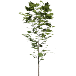 Acer pseudoplatanus C summer