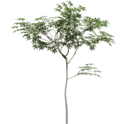 Ceiba pentandra A summer