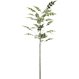 Fraxinus excelsior A summer