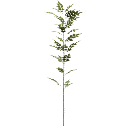 Fraxinus excelsior B summer