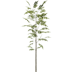 Fraxinus excelsior C summer