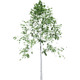 Populus tremuloides A summer