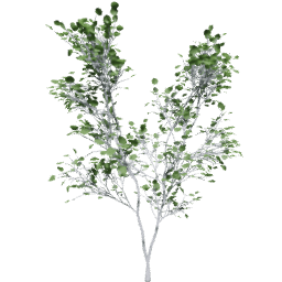 Populus tremuloides B summer