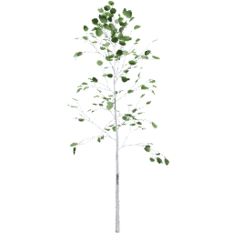 Populus tremuloides C summer
