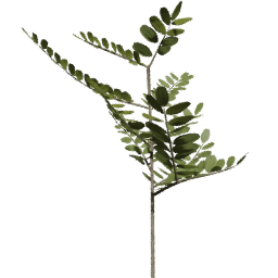 Robinia pseudoacacia B summer