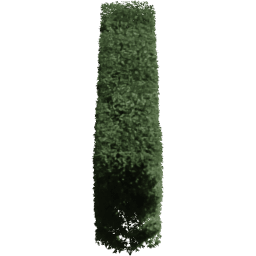 Carpinus betulus B summer