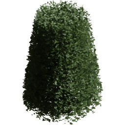 Carpinus betulus E summer