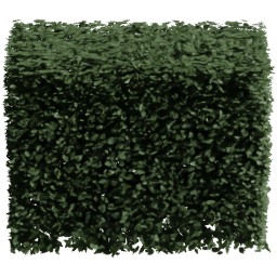 Carpinus betulus F summer