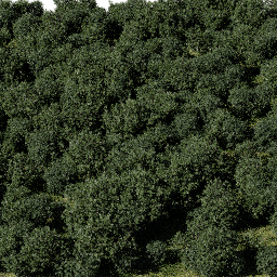 Shrubs Decorative Low B spring summer