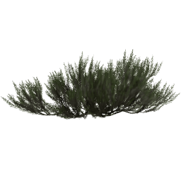 Artemisia tridentata B summer