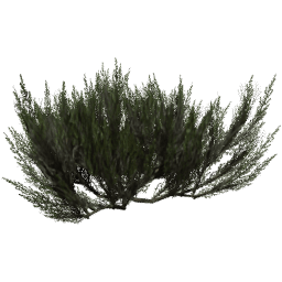 Artemisia tridentata D summer