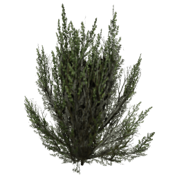 Artemisia tridentata E summer