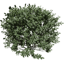 Buxus sempervirens A spring summer autumn