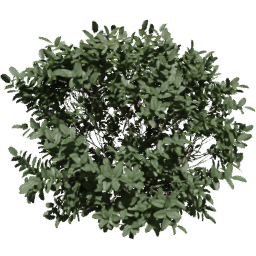 Buxus sempervirens B spring summer autumn