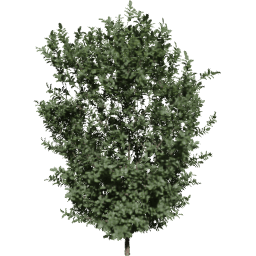 Buxus sempervirens C spring summer autumn
