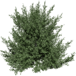 Carpinus betulus B summer