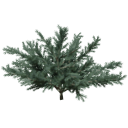 Cedrus deodara B spring summer autumn