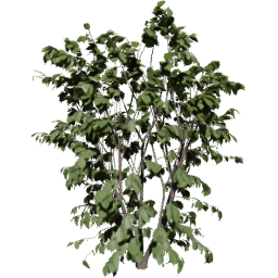 Corylus avellana B spring summer