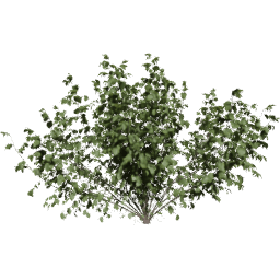 Corylus avellana C spring summer